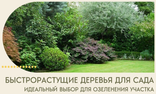 Быстрорастущие деревья для сада идеальный выбор в Советской Гавани