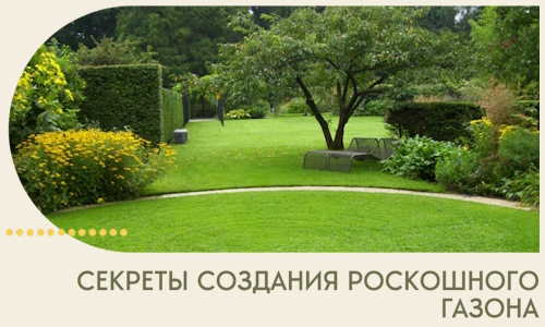 Секреты создания роскошного газона в Советской Гавани